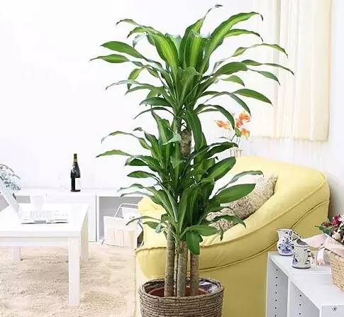 客廳養(yǎng)大型綠植適合什么花盆_適合養(yǎng)在客廳的大型綠植_客廳養(yǎng)大型綠植適合什么花