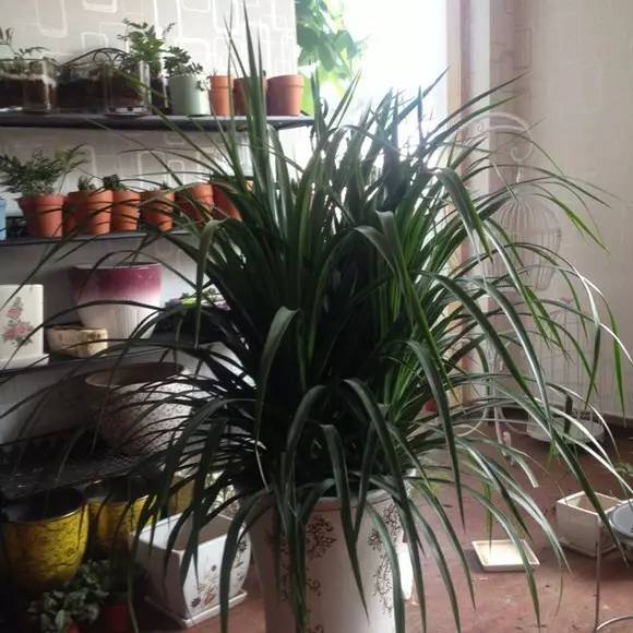 客廳養(yǎng)大型綠植適合什么花盆_客廳養(yǎng)大型綠植適合什么花_適合養(yǎng)在客廳的大型綠植