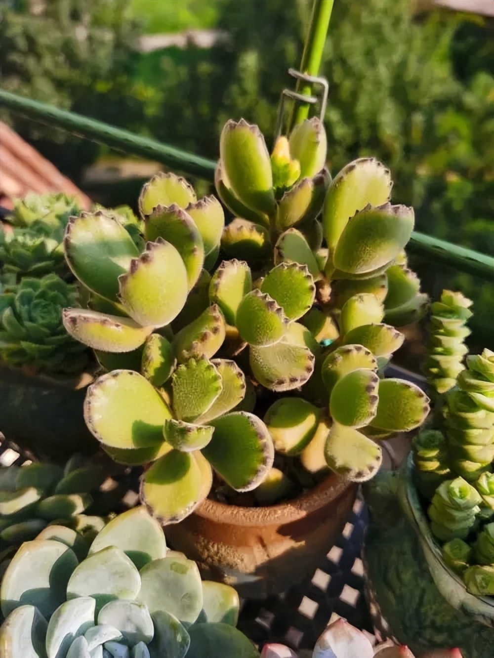 越養(yǎng)越旺的5種多肉植物，皮實(shí)好養(yǎng)愛爆盆，看看你喜歡哪種？