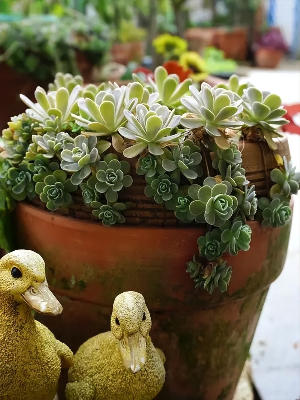 養(yǎng)易多肉好爆盆怎么辦_什么多肉好養(yǎng)又易爆盆_易養(yǎng)活多肉