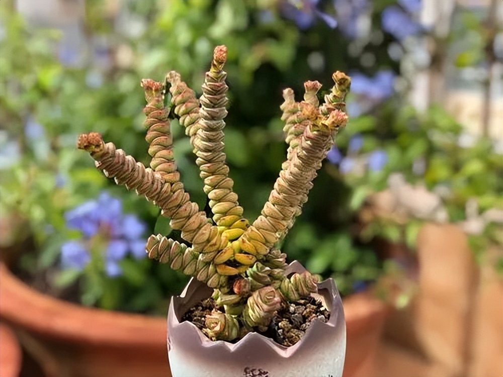 養(yǎng)易多肉好爆盆怎么辦_易養(yǎng)活多肉_什么多肉好養(yǎng)又易爆盆