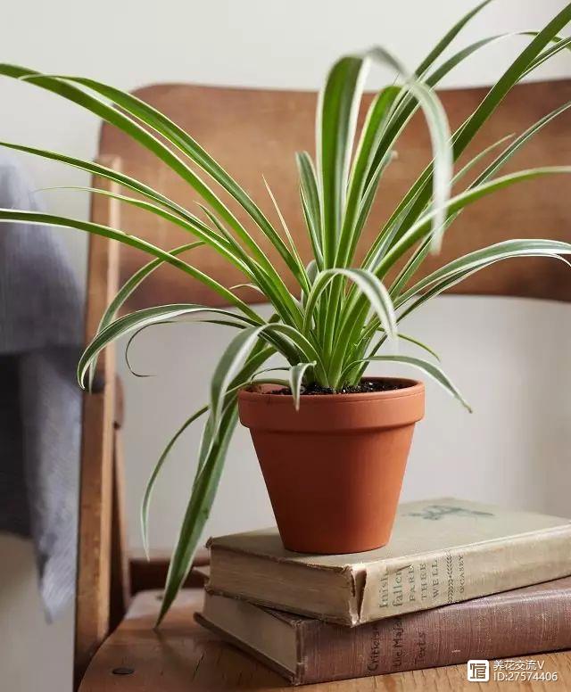 新房吸甲醛的植物最厲害的7種，少一種都不樂意