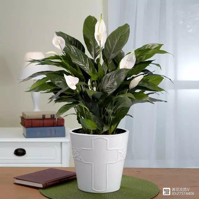 吸尼古丁的室內(nèi)植物_室內(nèi)吸植物尼古丁怎么辦_室內(nèi)吸植物尼古丁的危害