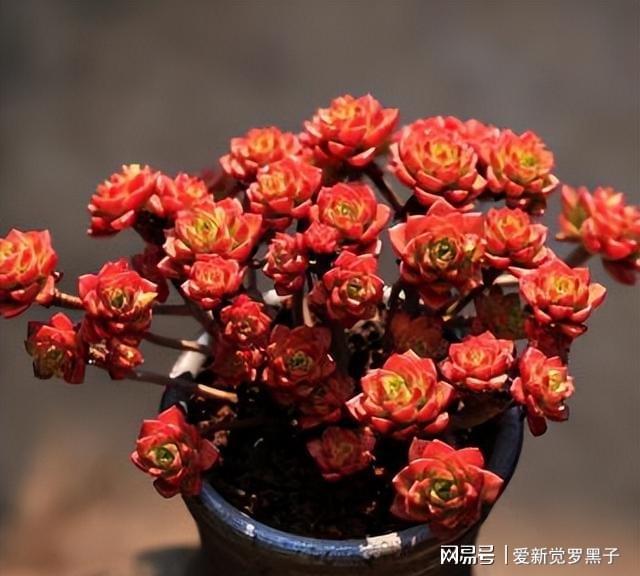 多肉植物阿倫培好養(yǎng)嗎_阿倫培多肉好養(yǎng)嗎_多肉阿倫培用什么土