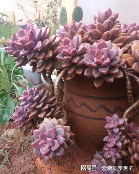 阿倫培多肉好養(yǎng)嗎_多肉阿倫培用什么土_多肉植物阿倫培好養(yǎng)嗎