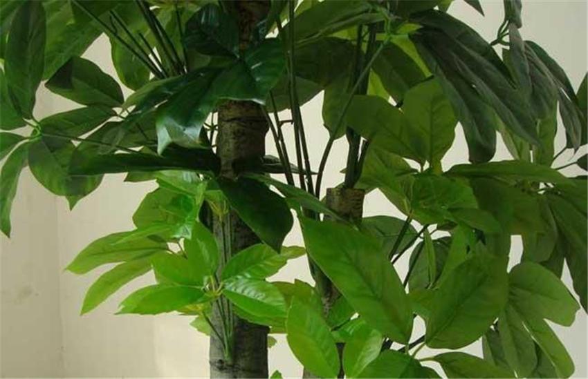 室內(nèi)養(yǎng)綠植好嗎_室內(nèi)養(yǎng)綠植好處_室內(nèi)養(yǎng)什么綠植好