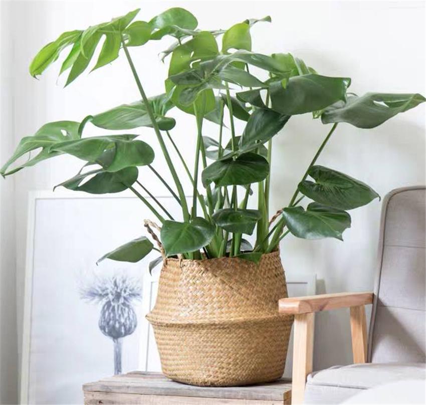 室內(nèi)養(yǎng)綠植好處_室內(nèi)養(yǎng)綠植好嗎_室內(nèi)養(yǎng)什么綠植好