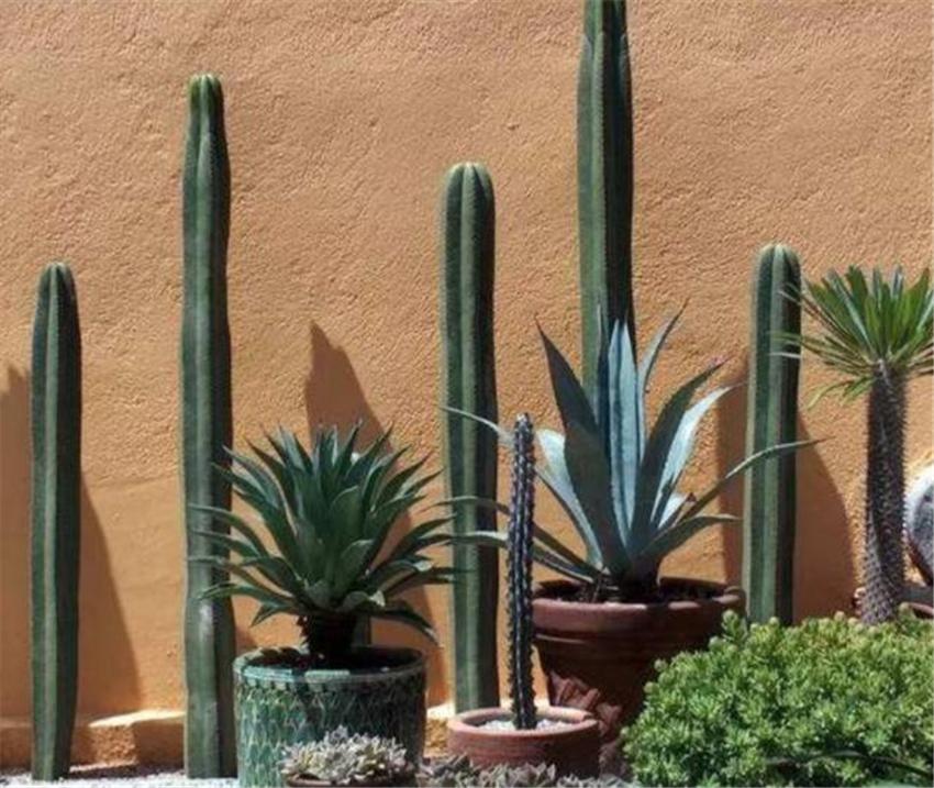 室內(nèi)養(yǎng)什么綠植好_室內(nèi)養(yǎng)綠植好嗎_室內(nèi)養(yǎng)綠植好處