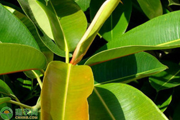 客廳綠植放什么好養(yǎng)又旺財(cái)_客廳放的綠植_客廳綠植放幾棵風(fēng)水好