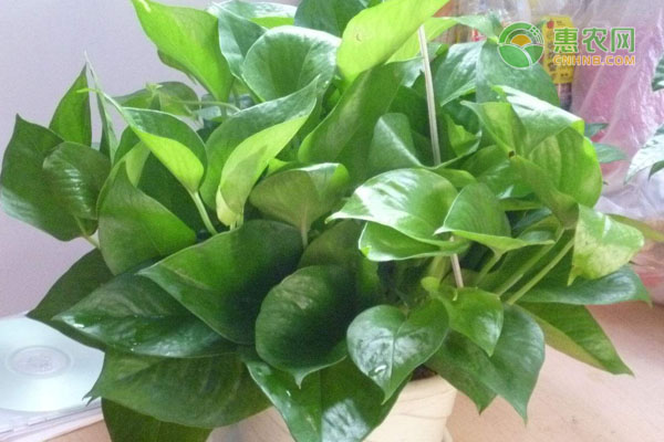 客廳綠植放什么好養(yǎng)又旺財(cái)_客廳放的綠植_客廳綠植放幾棵風(fēng)水好