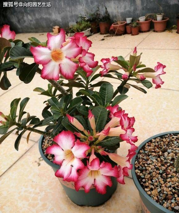 如何養(yǎng)沙漠玫瑰？8成顆粒養(yǎng)，1個(gè)月1次水，不爛根，開(kāi)花多