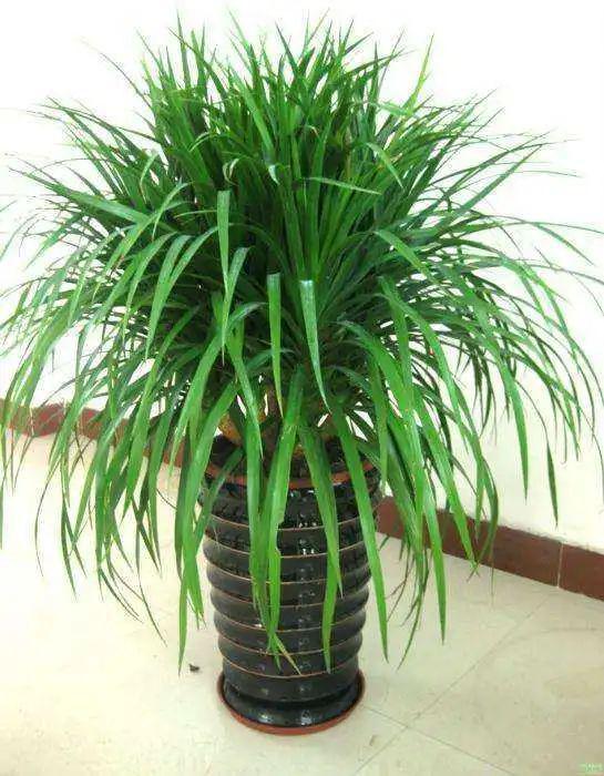 凈化空氣綠植十大排名_凈化空氣綠植排名_綠植真的能凈化空氣嗎