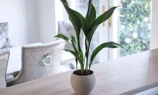 凈化空氣綠植十大排名_綠植真的能凈化空氣嗎_凈化空氣綠植排名