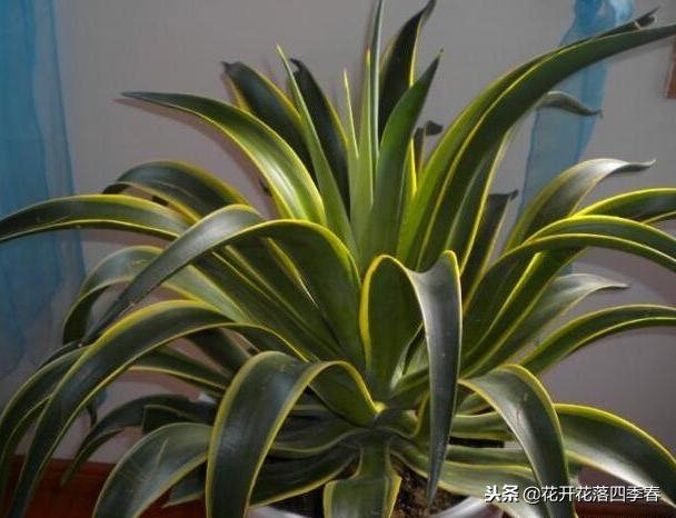 養(yǎng)上這“幾種花”，鎮(zhèn)宅又旺人，關(guān)鍵還能凈化空氣，看你家有嗎