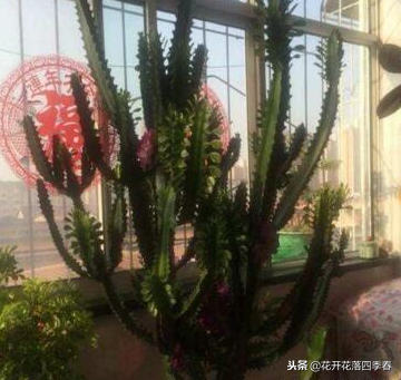 室內(nèi)凈化空氣養(yǎng)什么花好_室內(nèi)養(yǎng)什么花好還能凈化空氣旺財(cái)運(yùn)_室內(nèi)空氣凈化養(yǎng)什么花