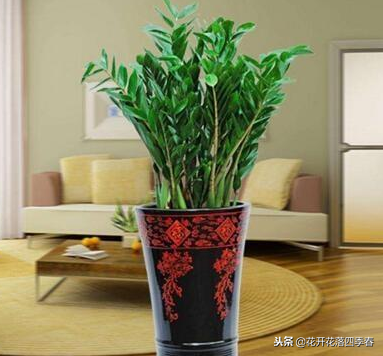 室內(nèi)凈化空氣養(yǎng)什么花好_室內(nèi)養(yǎng)什么花好還能凈化空氣旺財(cái)運(yùn)_室內(nèi)空氣凈化養(yǎng)什么花