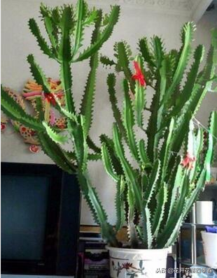 室內(nèi)凈化空氣養(yǎng)什么花好_室內(nèi)空氣凈化養(yǎng)什么花_室內(nèi)養(yǎng)什么花好還能凈化空氣旺財(cái)運(yùn)