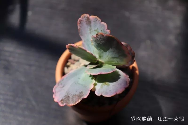 對比照，越來越丑的多肉