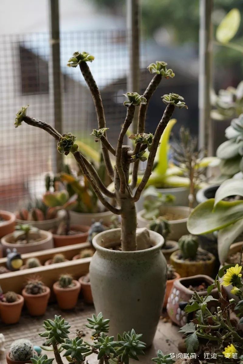 蝴蝶之舞多肉_多肉蝴蝶之舞的養(yǎng)殖方法_蝶舞多肉怎么養(yǎng)護(hù)