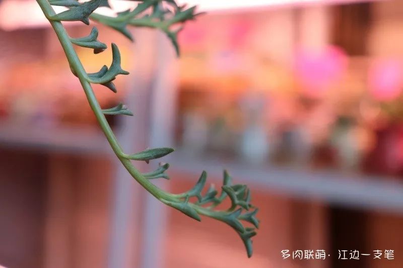 蝴蝶之舞多肉_多肉蝴蝶之舞的養(yǎng)殖方法_蝶舞多肉怎么養(yǎng)護(hù)