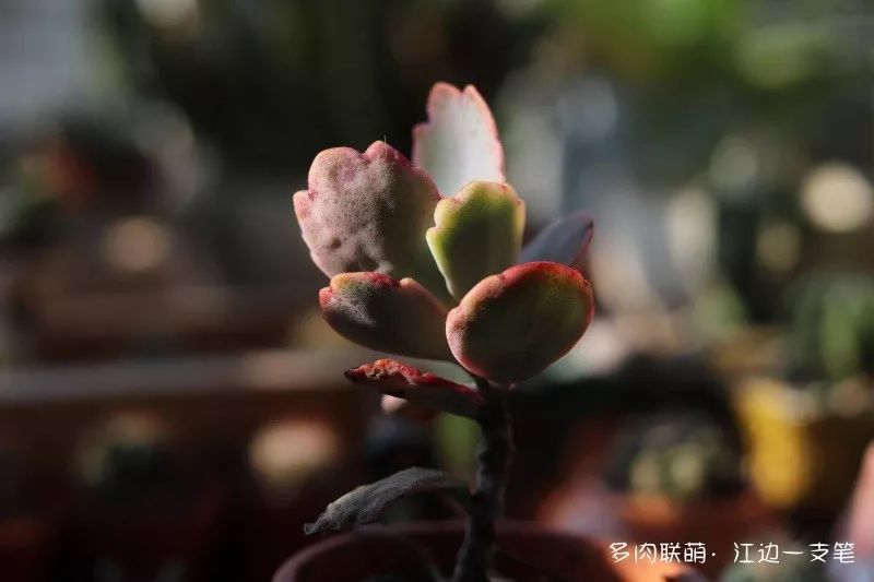 多肉蝴蝶之舞的養(yǎng)殖方法_蝶舞多肉怎么養(yǎng)護(hù)_蝴蝶之舞多肉