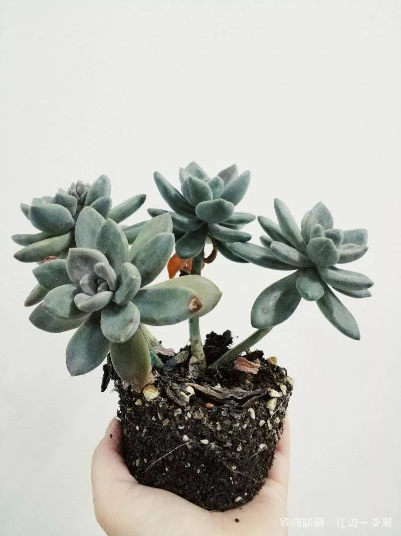 蝶舞多肉怎么養(yǎng)護(hù)_多肉蝴蝶之舞的養(yǎng)殖方法_蝴蝶之舞多肉