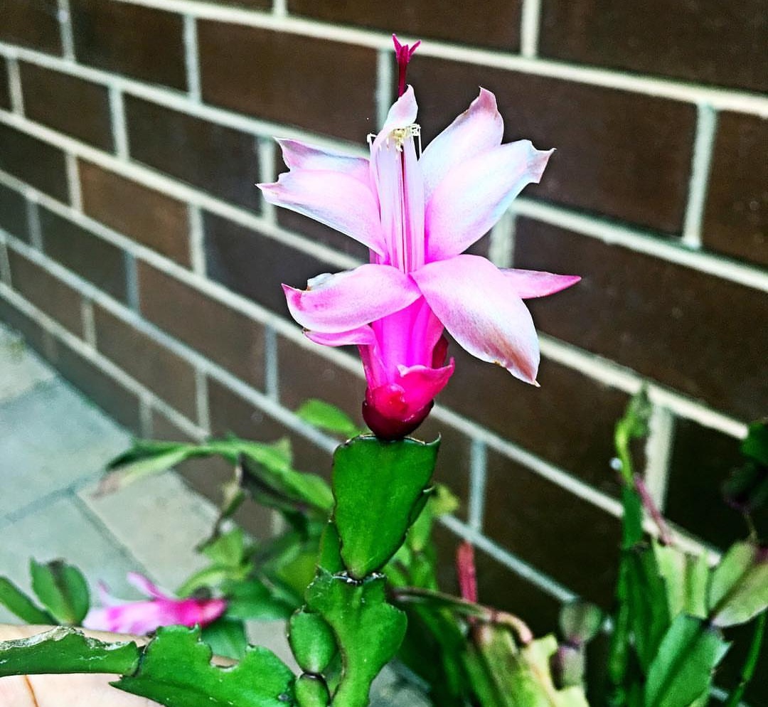 封閉陽(yáng)臺(tái)最適合養(yǎng)的“4種花”，兩盆就能打造出漂亮的“小花園”