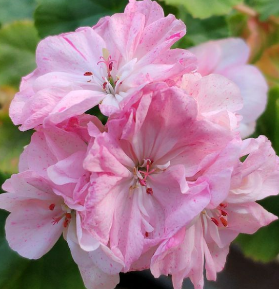 陽臺養(yǎng)適合花的植物_陽臺養(yǎng)適合花多肉嗎_適合陽臺養(yǎng)的花