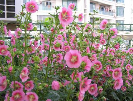 陽臺養(yǎng)適合花的植物_適合陽臺養(yǎng)的花_陽臺養(yǎng)適合花多肉嗎