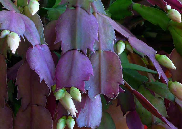 陽臺養(yǎng)適合花多肉嗎_適合陽臺養(yǎng)的花_陽臺養(yǎng)適合花的植物