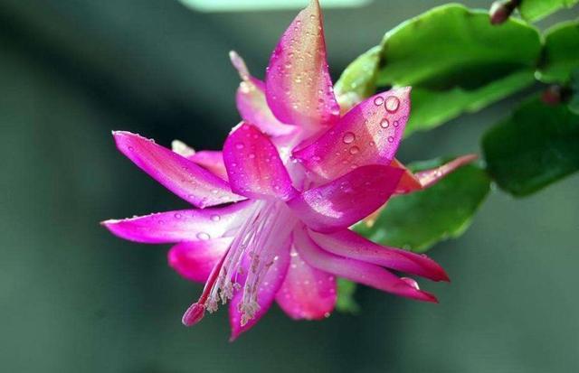 適合陽臺養(yǎng)的花_陽臺養(yǎng)適合花多肉嗎_陽臺養(yǎng)適合花的植物