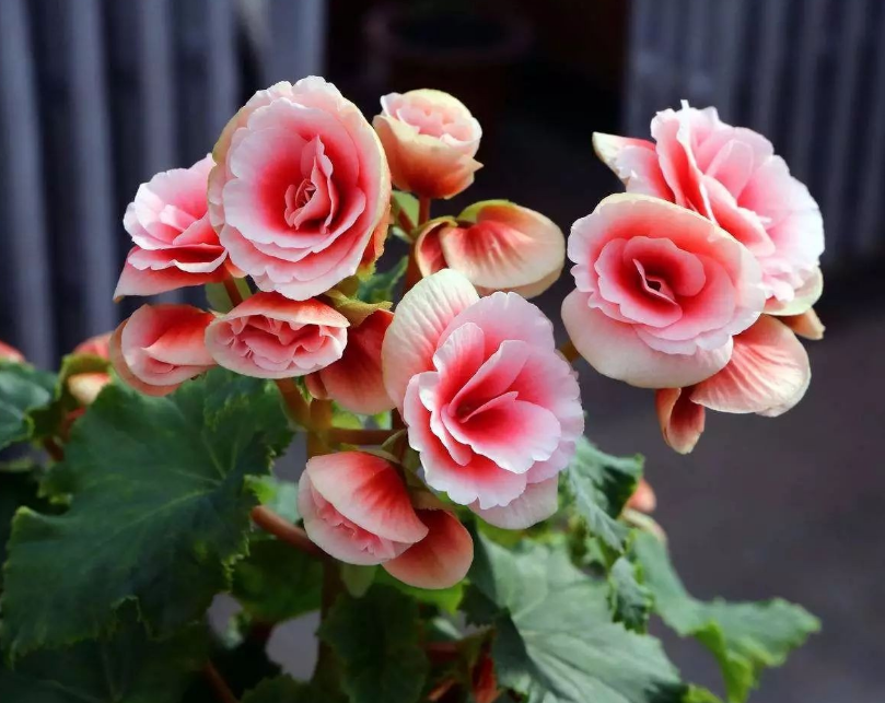 陽臺養(yǎng)適合花多肉嗎_陽臺養(yǎng)適合花的植物_適合陽臺養(yǎng)的花