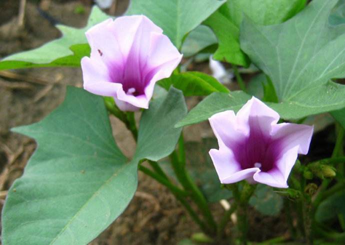 民諺“紅薯開花，夫妻分家”，這說法靠譜嗎？紅薯開花好不好？