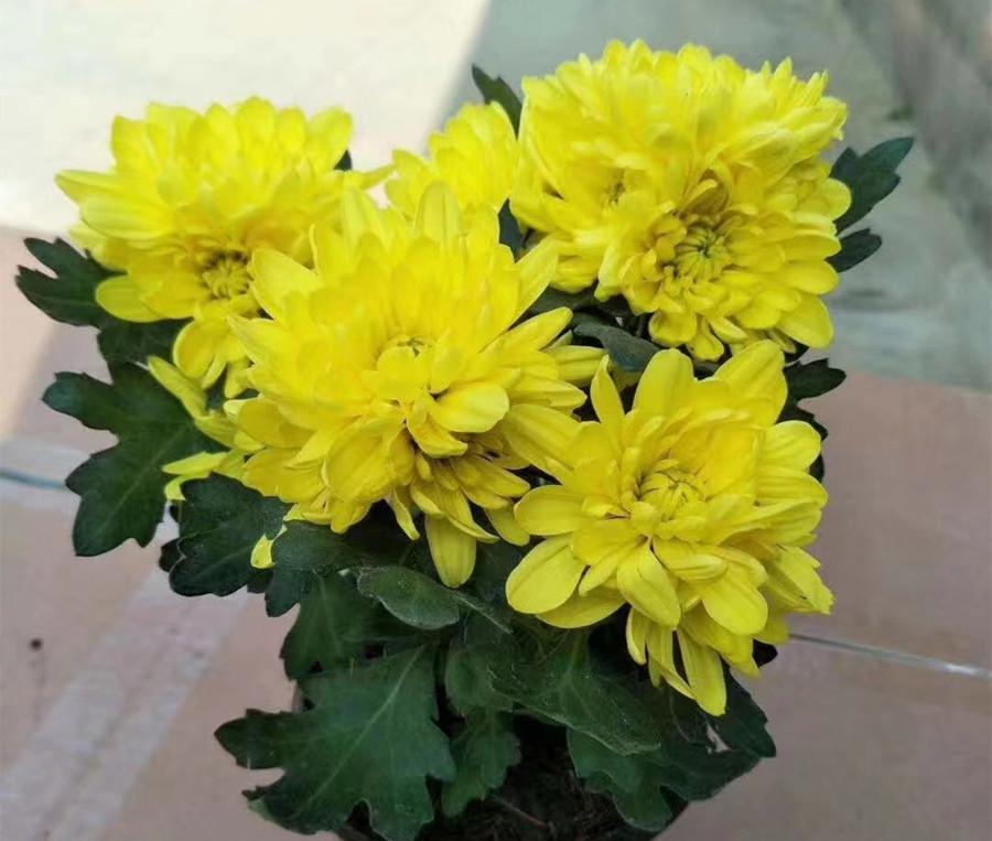 中國(guó)送花是送雙數(shù)還是單數(shù)_送花單雙數(shù)的講究_送花單數(shù)是什么意思