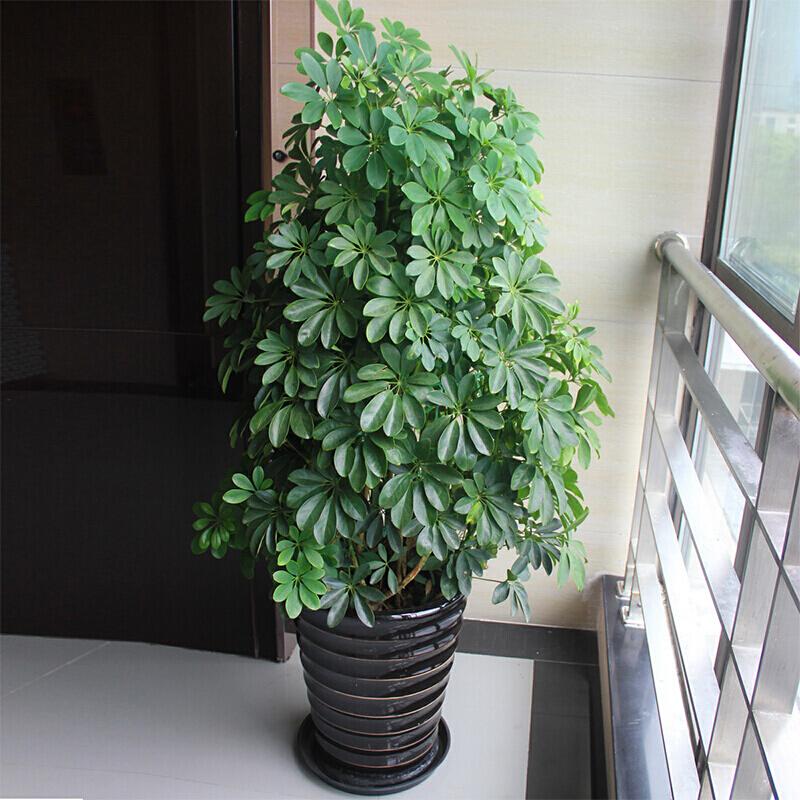 養(yǎng)綠植適合家里養(yǎng)的植物_養(yǎng)綠植適合家里養(yǎng)嗎_家里適合養(yǎng)哪些綠植