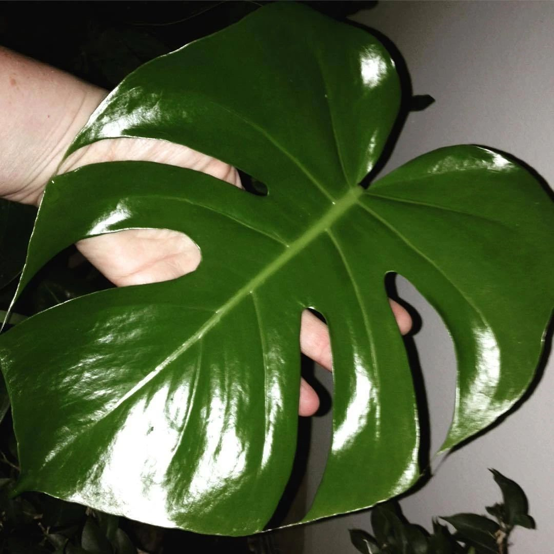 養(yǎng)綠植適合家里養(yǎng)嗎_家里適合養(yǎng)哪些綠植_養(yǎng)綠植適合家里養(yǎng)的植物