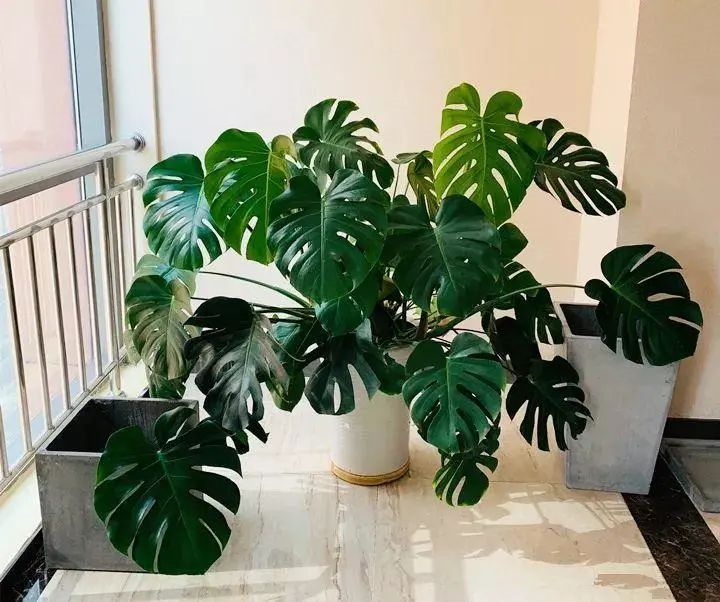 養(yǎng)綠植適合家里養(yǎng)嗎_養(yǎng)綠植適合家里養(yǎng)的植物_家里適合養(yǎng)哪些綠植