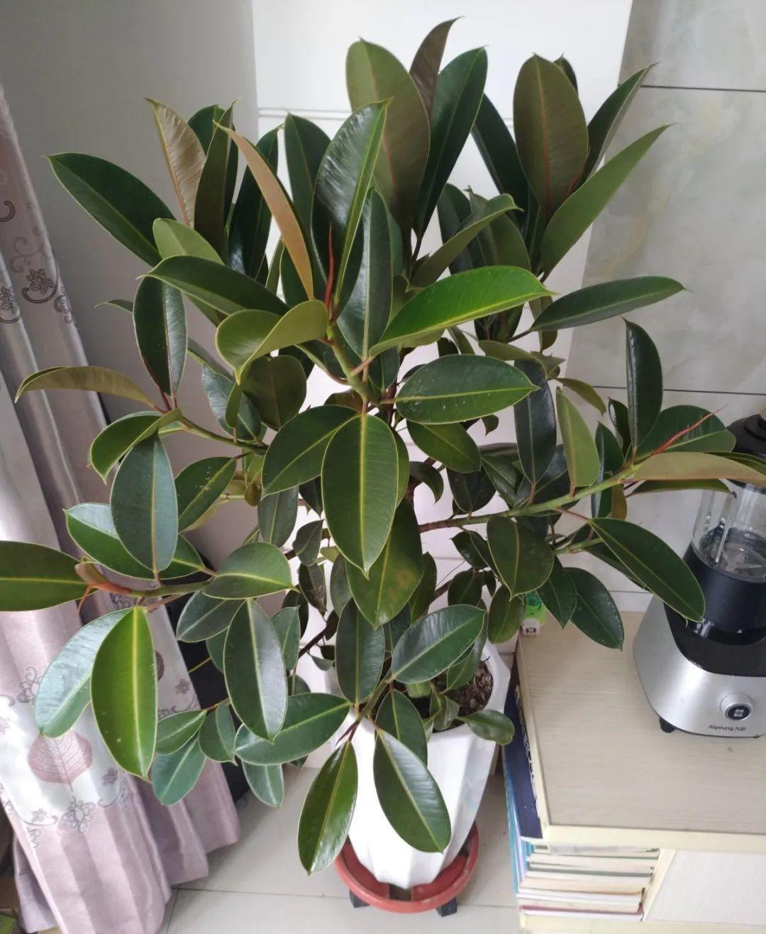 家里適合養(yǎng)哪些綠植_養(yǎng)綠植適合家里養(yǎng)的植物_養(yǎng)綠植適合家里養(yǎng)嗎