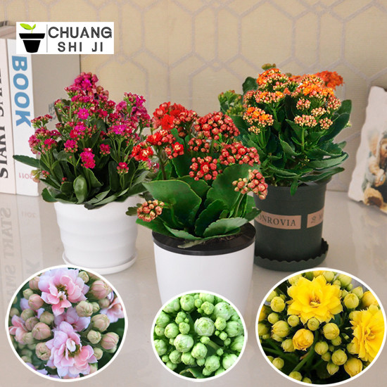 15種高顏值水培植物，不貴好養(yǎng)還可能免費(fèi)！一起搭建家里的植物角~