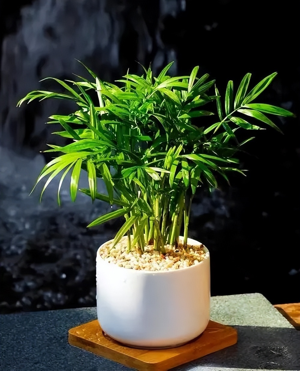 適合養(yǎng)家里的綠植有哪些_養(yǎng)綠植適合家里有蚊子嗎_養(yǎng)綠植適合家里有什么植物
