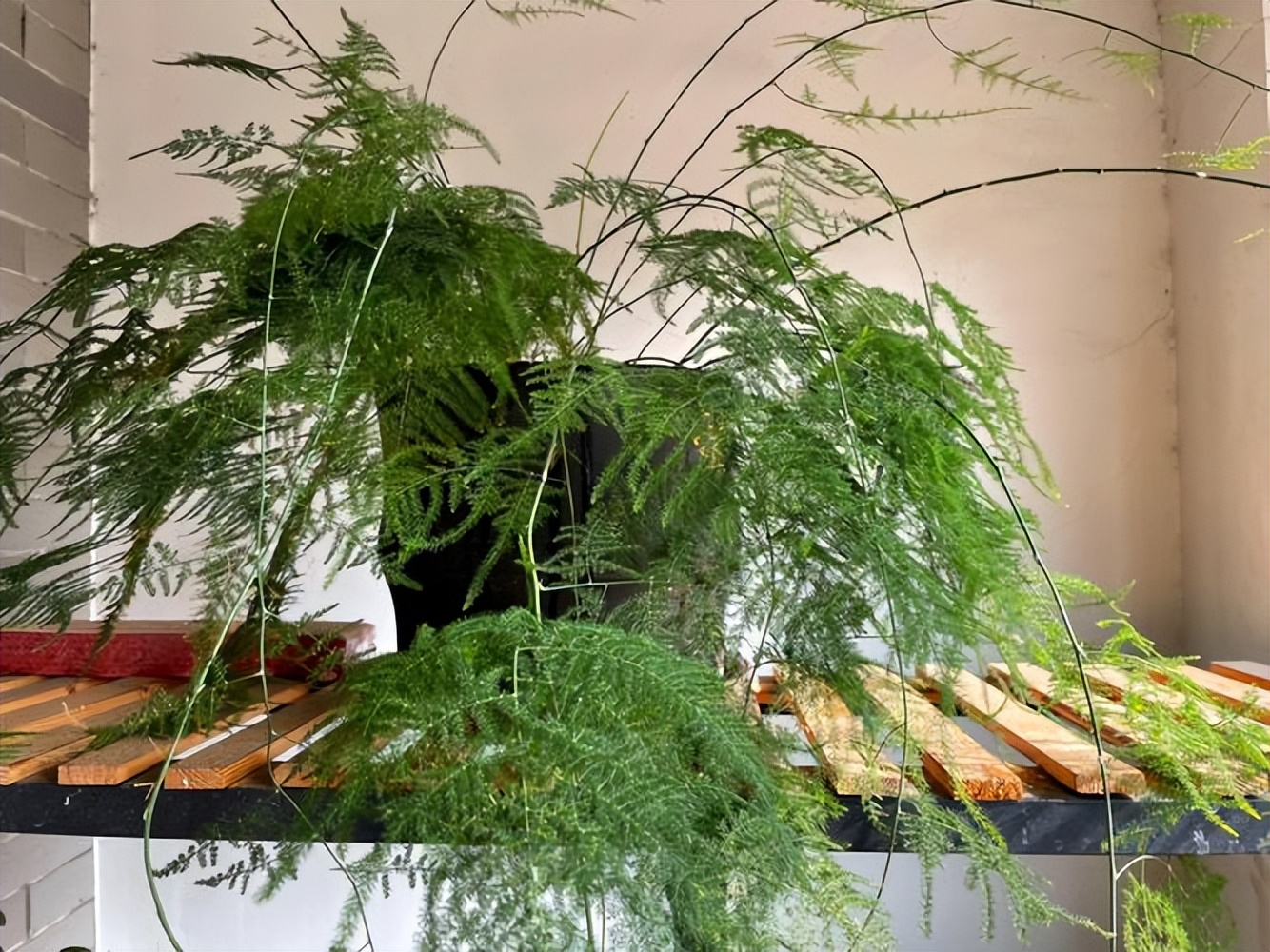 養(yǎng)綠植適合家里有什么植物_養(yǎng)綠植適合家里有蚊子嗎_適合養(yǎng)家里的綠植有哪些