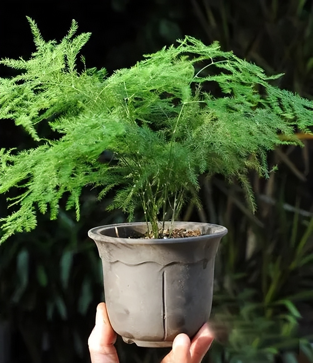 適合養(yǎng)家里的綠植有哪些_養(yǎng)綠植適合家里有蚊子嗎_養(yǎng)綠植適合家里有什么植物