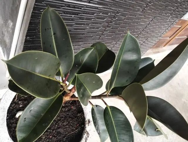 哪些盆栽適合放室內 且好養(yǎng)_盆栽室內養(yǎng)適合放好的植物_室內盆栽擺放