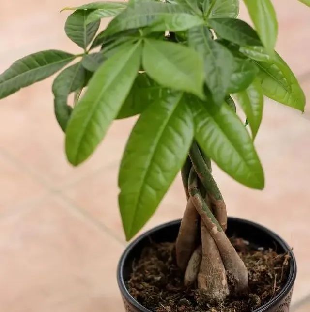 室內盆栽擺放_盆栽室內養(yǎng)適合放好的植物_哪些盆栽適合放室內 且好養(yǎng)