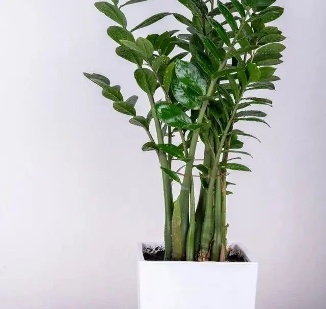 哪些盆栽適合放室內 且好養(yǎng)_盆栽室內養(yǎng)適合放好的植物_室內盆栽擺放