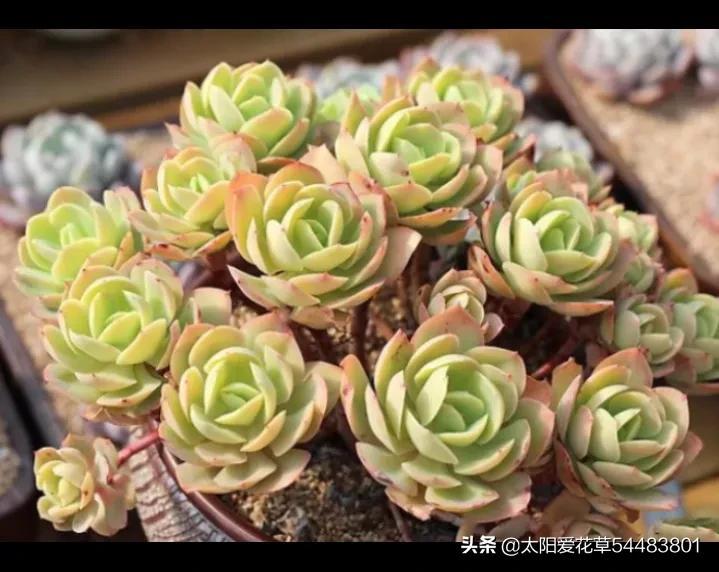 5種便宜又好養(yǎng)的多肉，一養(yǎng)就成手捧花，越養(yǎng)越喜歡