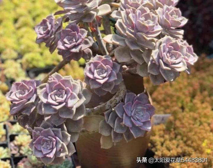 荷花多肉好養(yǎng)嗎_荷花多肉容易徒長嗎_多肉植物荷花好養(yǎng)嗎