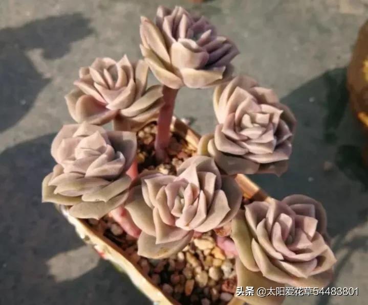 荷花多肉容易徒長嗎_多肉植物荷花好養(yǎng)嗎_荷花多肉好養(yǎng)嗎