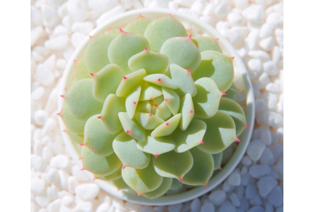 10大最美多肉植物 每一種都姿態(tài)各異，有你喜歡的類型嗎
