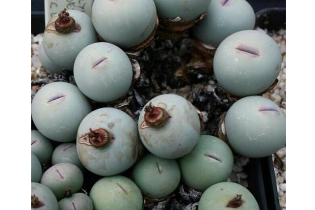 多肉里最好看的品種_多肉里面最好養(yǎng)的是什么_好看品種多肉里面有什么